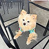 Zero joined the competition — help win amazing prizes! dog, pomeranian, pet, fluffy, chair, mesh_chair, colorful_shirt, outdoor, concrete_floor, red_door, animal, cute, small_dog, looking_up, sitting, casual, portrait, furniture, companion, friendly