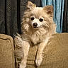 Zero joined the competition — help win amazing prizes! dog, pomeranian, fluffy, cream_color, pet, couch, indoor, curtains, tan, furniture, animal, cute, paw, face, small_dog, companion, domestic, resting, fur, portrait