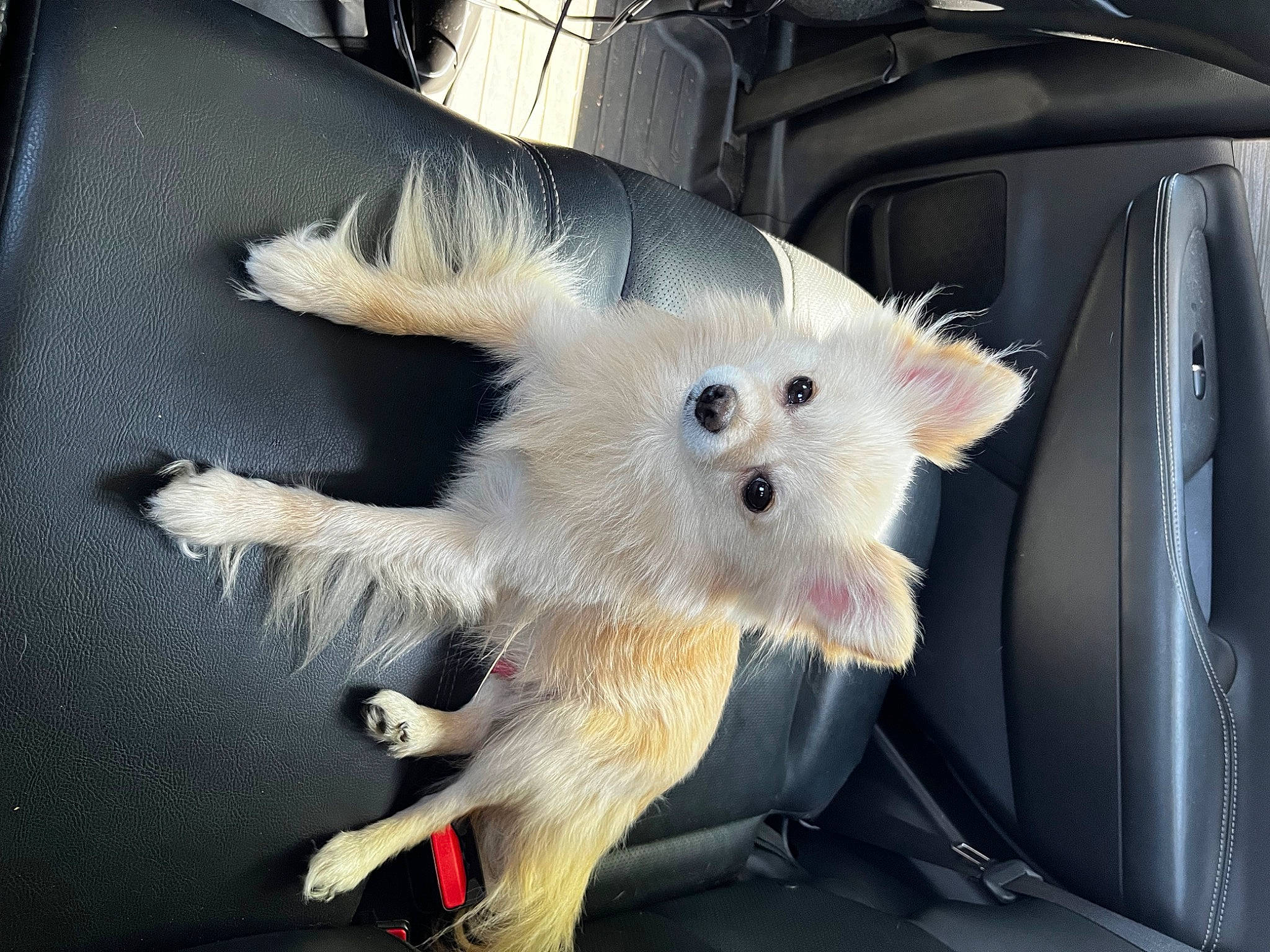 Zero joined the competition — help win amazing prizes! canidae, carnivore, companion_dog, dog, dog_breed, felidae, fur, hood, non_sporting_group, samoyed, small_terrier, small_to_medium_sized_cats, snout, sporting_group, tail, toy_dog, whiskers, windscreen_wiper, wing