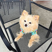 Zero is registered to the contest to win money with this photo: dog, pomeranian, fluffy, sitting, chair, metal_mesh_chair, colorful_shirt, floral_pattern, outdoor, concrete_floor, red_door, pet, cute, small_dog, animal, canine, looking_up, casual, relaxed, summer