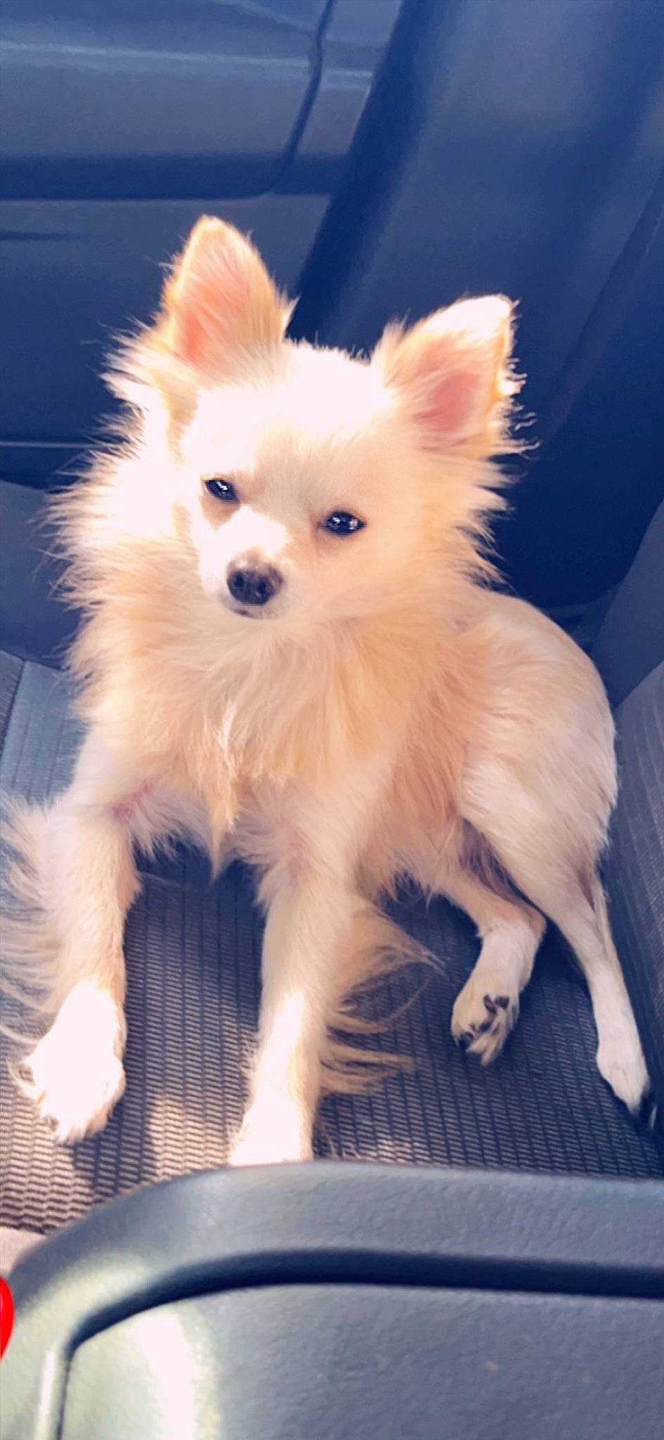 Zero is registered to the contest to win money with this photo: canidae, carnivore, companion_dog, corgi_chihuahua, dog, dog_breed, dog_supply, ear, eye, fawn, fur, non_sporting_group, plant, small_greek_domestic_dog, snout, spitz, sporting_group, toy_dog, whiskers, working_animal