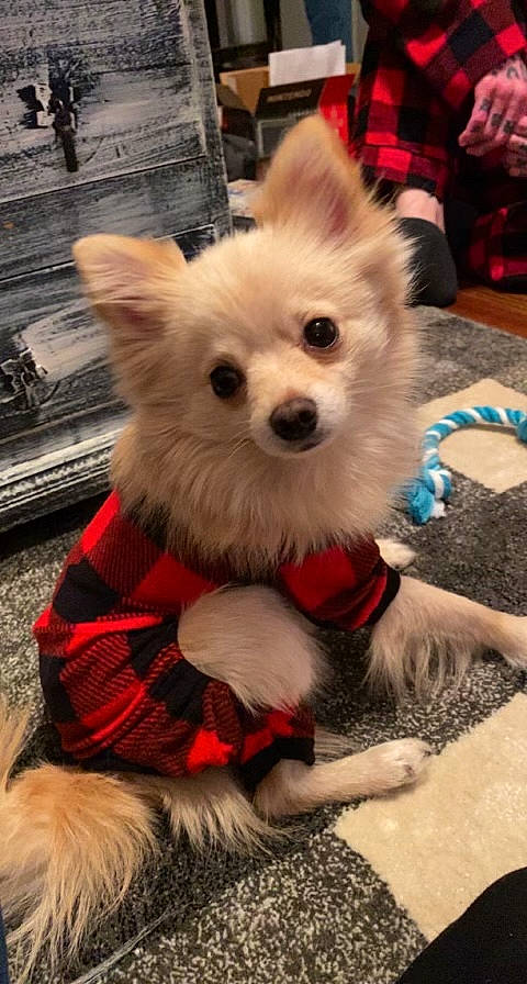 Zero joined the competition — help win amazing prizes! canidae, carnivore, companion_dog, dog, dog_breed, dog_clothes, dog_supply, ear, event, fashion_accessory, fawn, fur, german_spitz, snout, spitz, terrestrial_animal, toy_dog, volpino_italiano, whiskers, working_animal