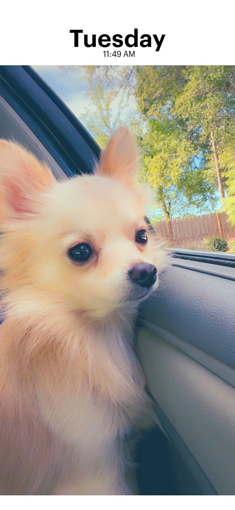 Zero joined the competition — help win amazing prizes! carnivore, companion_dog, dog, dog_breed, ear, electric_blue, eye, fawn, fur, hood, iris, plant, sky, snout, spitz, toy_dog, tree, vehicle, whiskers, windshield