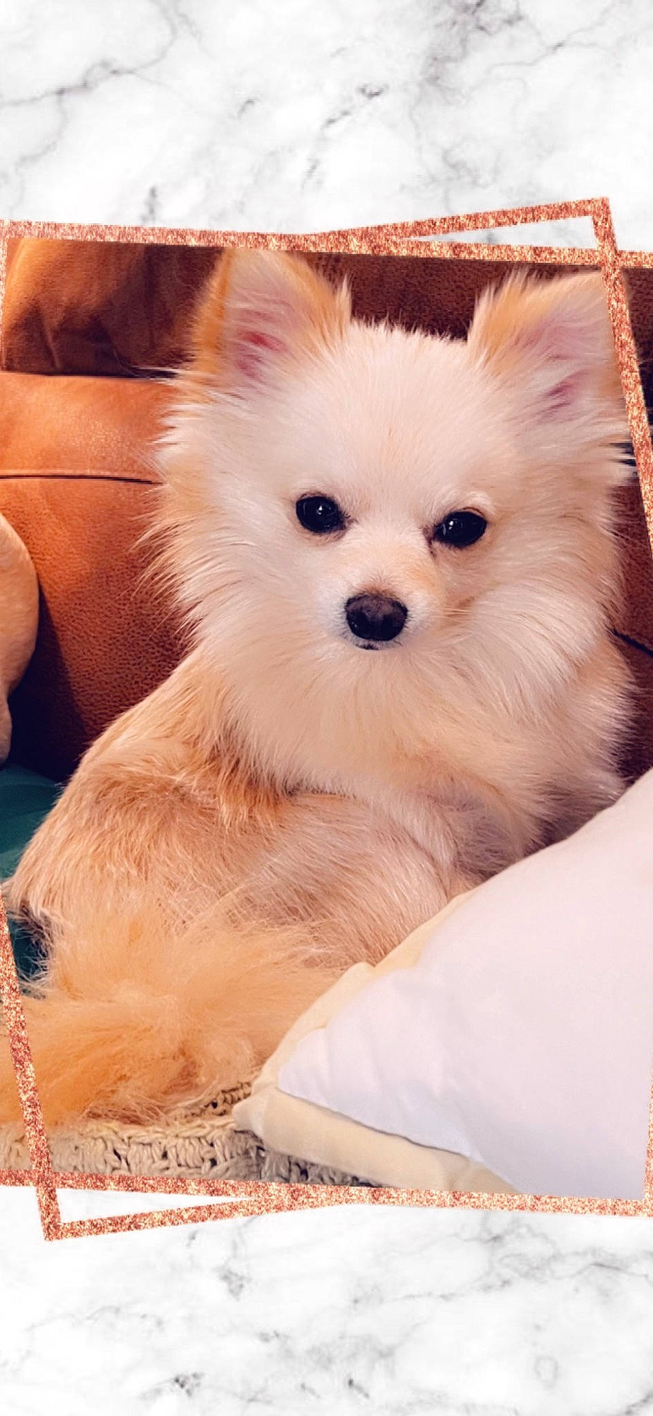 Zero is registered to the contest to win money with this photo: ancient_dog_breeds, canidae, carnivore, companion_dog, dog, dog_breed, dog_supply, fawn, fur, german_spitz, german_spitz_klein, german_spitz_mittel, japanese_spitz, samoyed, snout, spitz, toy_dog, volpino_italiano, whiskers, working_animal