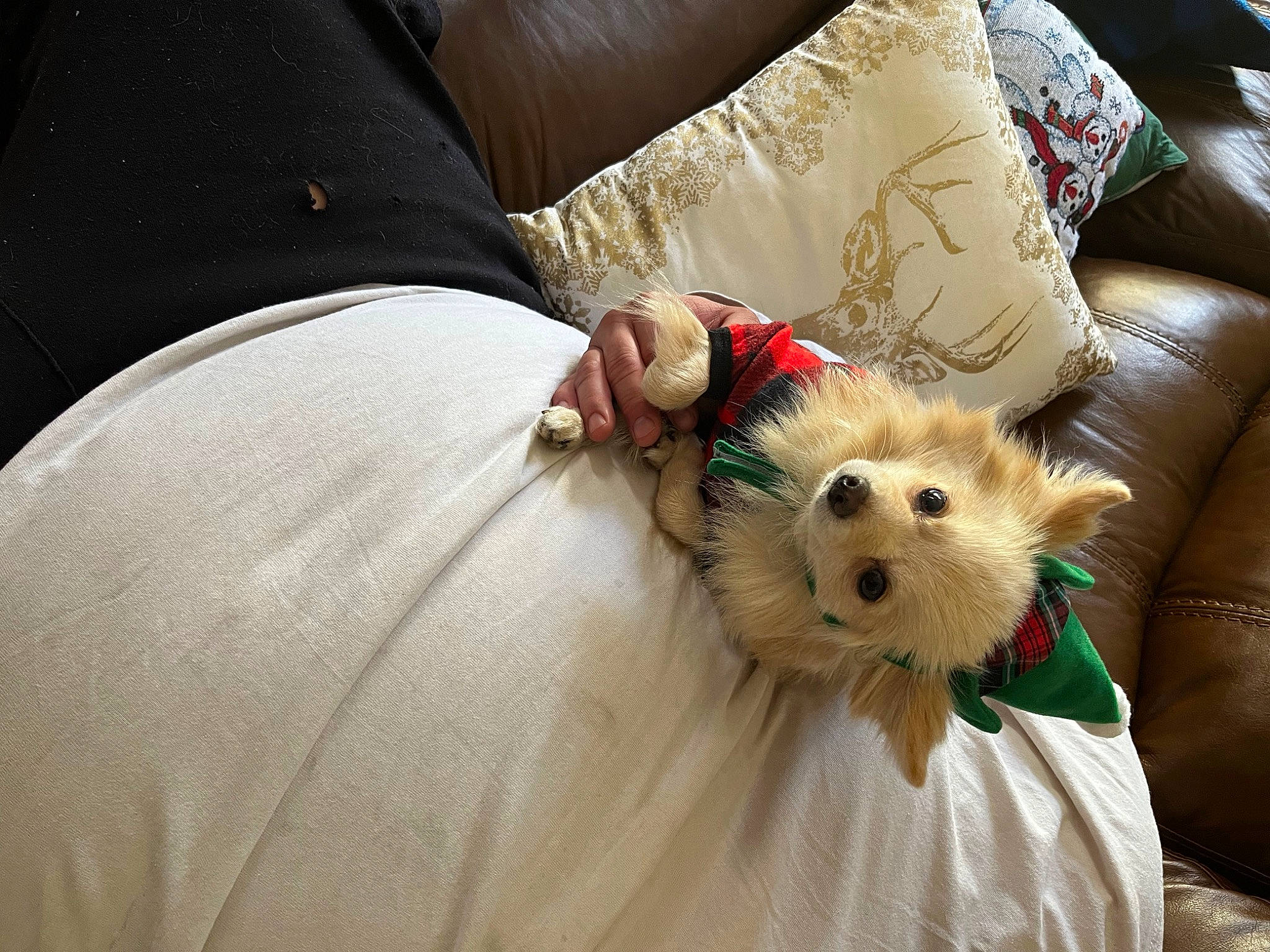 Zero is registered to the contest to win money with this photo: canidae, carnivore, comfort, companion_dog, couch, dog, dog_breed, dog_clothes, dog_supply, fawn, fur, linens, pillow, small_terrier, sporting_group, terrier, throw_pillow, toy, toy_dog, working_animal