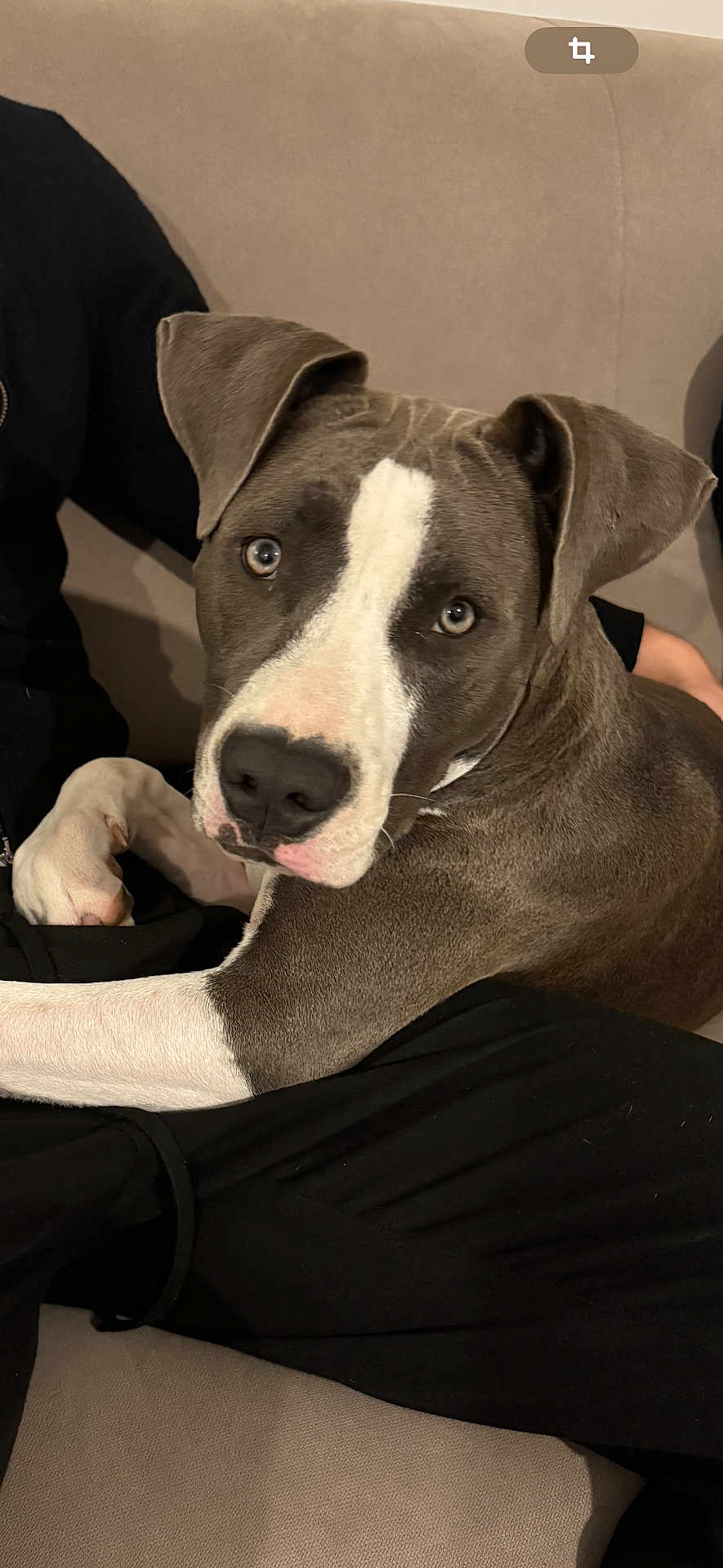 Stella a rejoint le concours — aidez-le/la à gagner de superbes lots ! dog, pet, canine, lounge, sofa, beige_couch, white_markings, brown_fur, indoor, relaxed, curious_eyes, close_up, companion, animal, fur, friendly, domestic, portrait, cute, snout