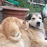 Fangio participe au concours pour gagner de l'argent avec cette photo : dog, cat, sleeping, outdoor, grass, pet, animal, friendship, fur, relaxing, nature, garden, closeup, cute, companion, resting, mammal, peaceful, adorable, domestic