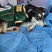 Sylvie joined the competition — help win amazing prizes! bed, blanket, cables, casual, comfort, cozy, dog, fur, green_jersey, home, indoor, looking, paws, pet, purple_wall, quilt, resting, room, shelf, side_eye