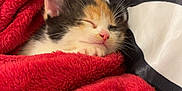 Miss Moo is registered to the contest to win money with this photo: animal, black_and_white, blanket, calico, close_up, comfort, cozy, cute, feline, fur, indoor, kitten, nap, peaceful, pet, pillow, red_blanket, resting, sleeping, soft