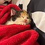 animal, black_and_white, blanket, calico, close_up, comfort, cozy, cute, feline, fur, indoor, kitten, nap, peaceful, pet, pillow, red_blanket, resting, sleeping, soft