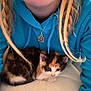 animal, blue_hoodie, braids, calico, casual, cat, close_up, cozy, cute, face_partial, feline, hoodie, indoor, kitten, necklace, person, pet, portrait, resting, young_woman