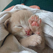 Winnie a rejoint le concours — aidez-le/la à gagner de superbes lots ! abyssinian, animal, blanket, bodypart, cat, ferret, finger, hand, homedecor, kitten, linen, manx, person, pet, quilt, siamese, sleeping, toe, towel
