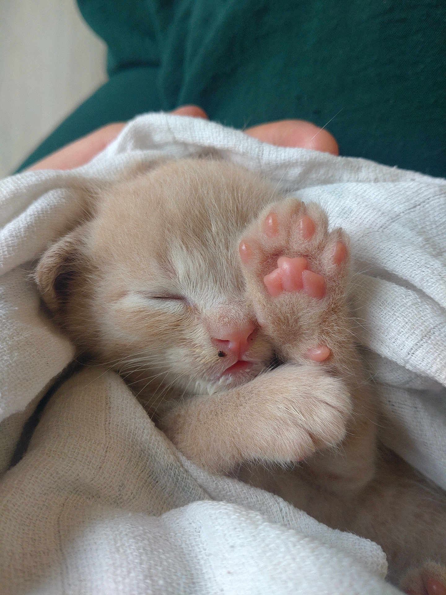 Winnie a rejoint le concours — aidez-le/la à gagner de superbes lots ! abyssinian, animal, blanket, bodypart, cat, ferret, finger, hand, homedecor, kitten, linen, manx, person, pet, quilt, siamese, sleeping, toe, towel