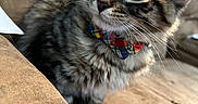 Ghost is registered to the contest to win money with this photo: kitten, cat, tabby, bow_tie, pet, feline, whiskers, fur, couch, indoor, cute, small_animal, domestic_animal, animal, portrait, young, sitting, cozy, curious, furniture