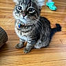 animal, bowtie, cat, collar, crocs, cute, domestic, flooring, footwear, fur, home, indoor, jeans, kitten, person, pet, sitting, tabby, whiskers, wooden_floor