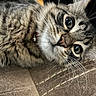 Ghost joined the competition — help win amazing prizes! cat, tabby, close_up, fur, whiskers, eyes, pet, animal, cute, laying, indoor, collar, curious, face, mammal, feline, soft, texture, relaxed, domestic
