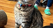 Ghost joined the competition — help win amazing prizes! bow, cat, collar, crocs, curious, domestic_animal, ears, feline, flooring, furniture, home, indoor, jeans, kitten, person, pet, tabby_cat, tail, whiskers, wooden_floor
