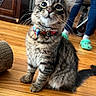 bow, cat, collar, crocs, curious, domestic_animal, ears, feline, flooring, furniture, home, indoor, jeans, kitten, person, pet, tabby_cat, tail, whiskers, wooden_floor
