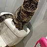 Ghost joined the competition — help win amazing prizes! cat, tabby_cat, toilet, bathroom, pet, fur, tail, curious, indoor, wall, floor, tile, pink_object, animal, domestic_animal, feline, sitting, fur_pattern, whiskers, ears
