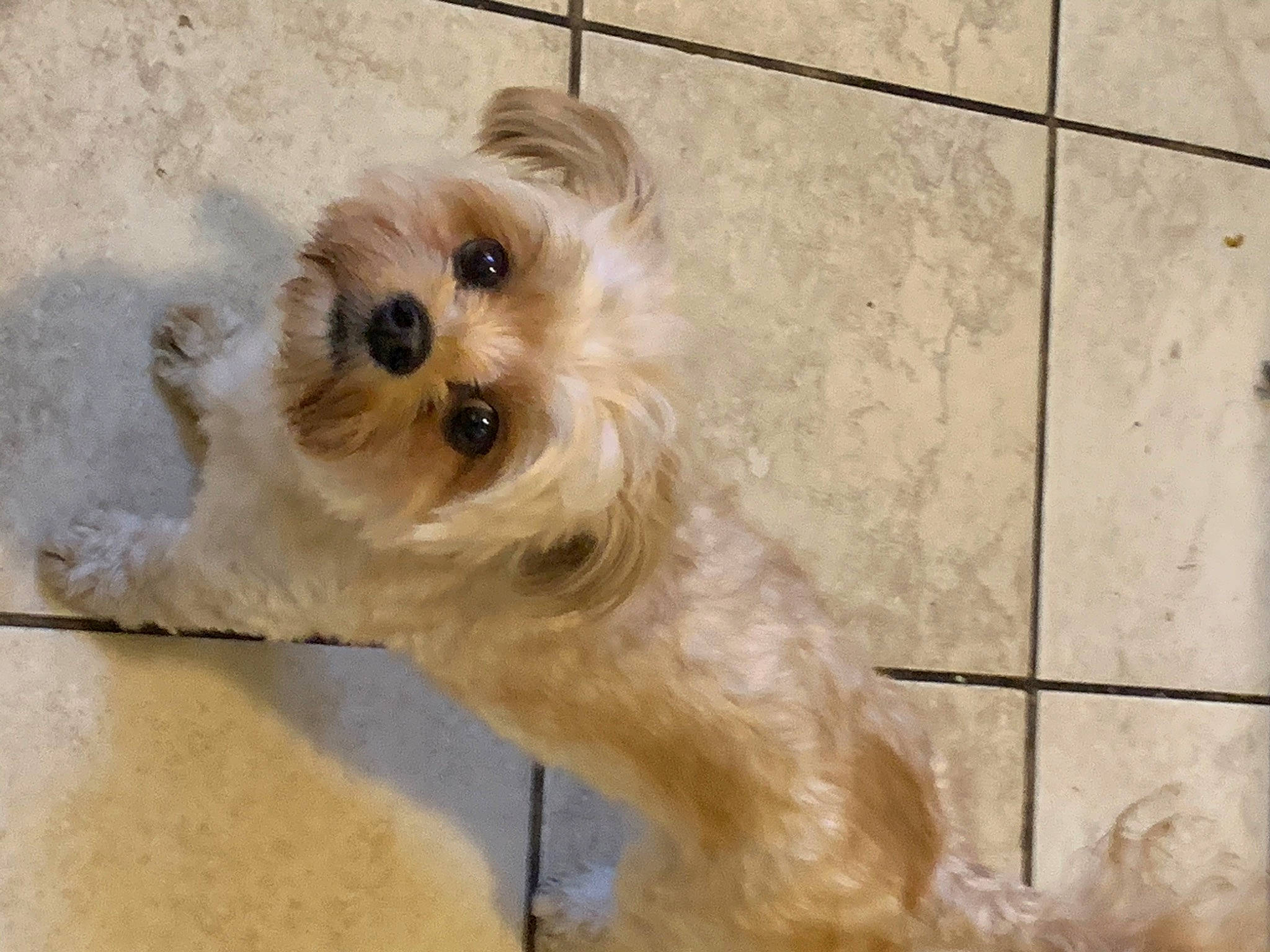 Unique is registered to the contest to win money with this photo: cairn_terrier, canidae, carnivore, chinese_imperial_dog, companion_dog, dog, dog_breed, dutch_smoushond, maltepoo, mammal, morkie, poodle_crossbreed, puppy, schnoodle, small_terrier, snout, sporting_lucas_terrier, terrier, vertebrate, yorkshire_terrier