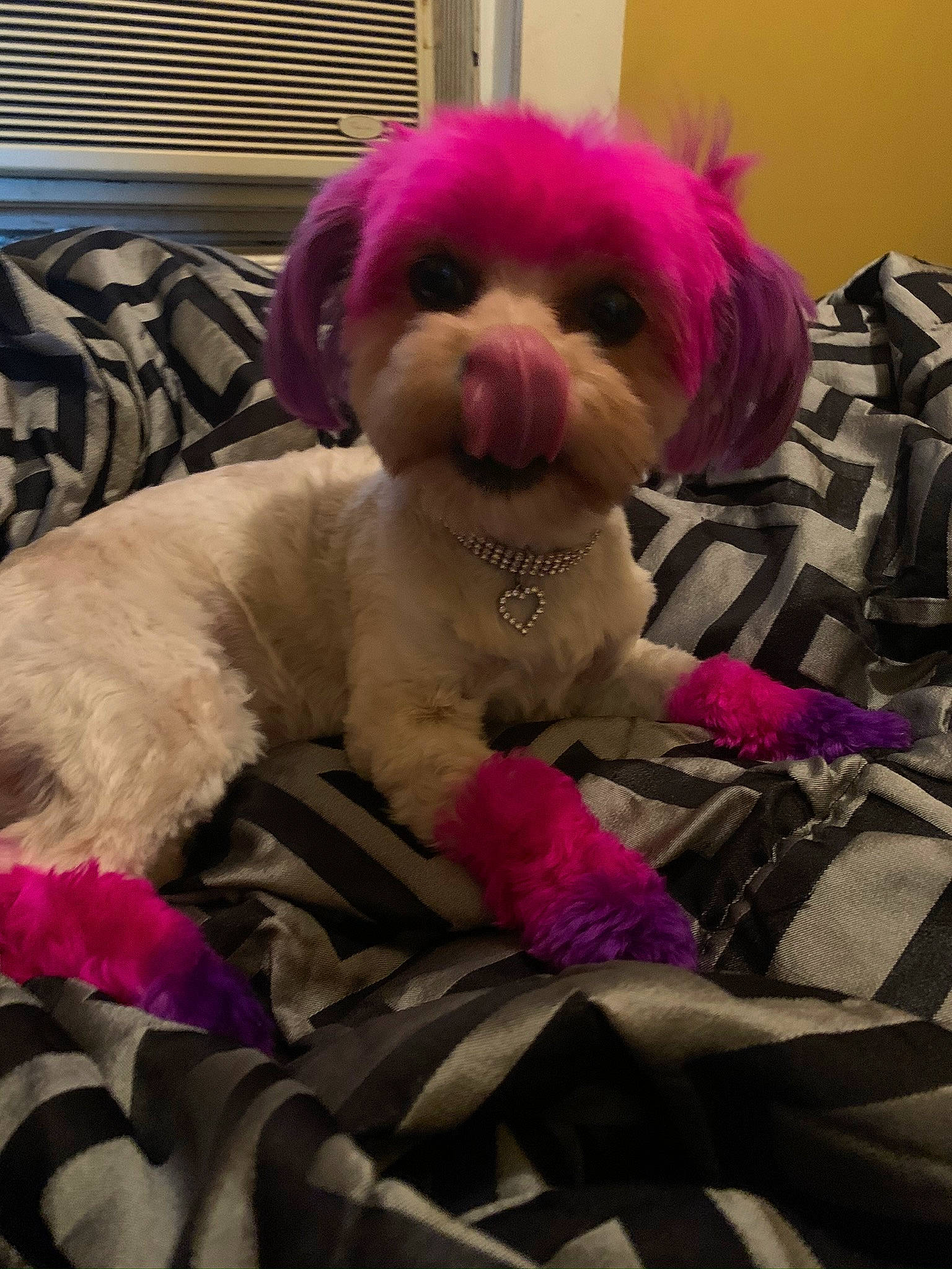 Unique is registered to the contest to win money with this photo: bichon, canidae, carnivore, companion_dog, dog, dog_breed, dog_clothes, fur, maltepoo, maltese, morkie, non_sporting_group, pink, poodle, poodle_crossbreed, puppy, shih_tzu, snout, toy_dog, toy_poodle