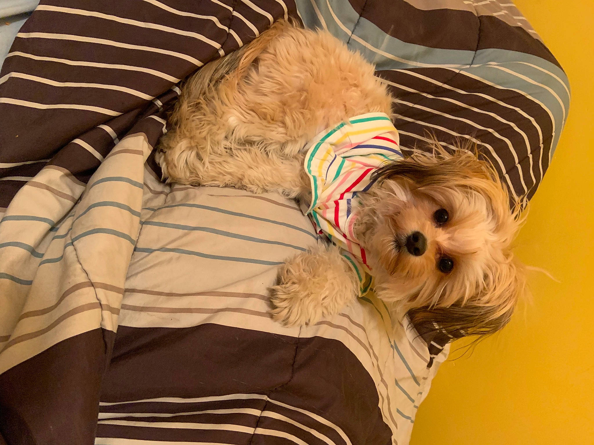 Unique joined the competition — help win amazing prizes! canidae, carnivore, companion_dog, dog, dog_breed, dog_clothes, dog_supply, lhasa_apso, maltese, morkie, puppy, schnoodle, shih_tzu, small_terrier, terrier, toy_dog, yorkshire_terrier