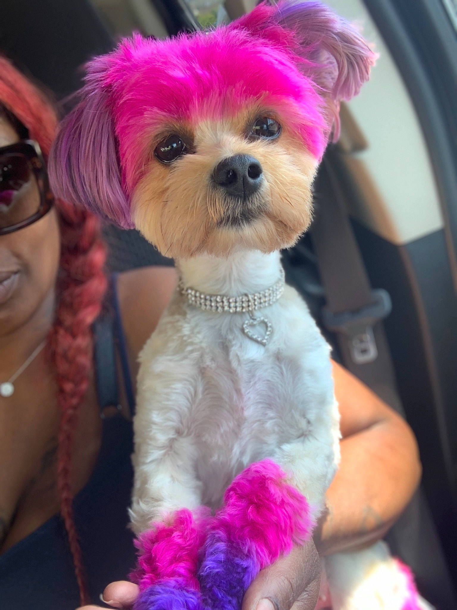 Unique joined the competition — help win amazing prizes! bolonka, canidae, carnivore, chinese_imperial_dog, companion_dog, dog, dog_breed, dog_clothes, fashion_accessory, fur, maltepoo, maltese, mammal, morkie, non_sporting_group, pink, puppy, puppy_love, shih_tzu, toy_dog