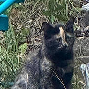 Peanut Butter joined the competition — help win amazing prizes! cat, tortoiseshell_cat, feline, pet, animal, outdoor, grass, fur, ears, whiskers, face, sitting, backyard, ground, rocks, vegetation, closeup, portrait, phone_screenshot, blurry