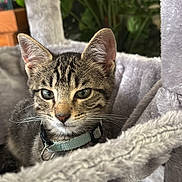 Tiny is registered to the contest to win money with this photo: animal, cat, cat_tree, closeup, collar, comfortable, cute, ears, eyes, fur, greenery, houseplant, indoor, kitten, pet, plush, relaxed, soft, tabby, whiskers