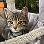 animal, cat, cat_tree, closeup, collar, comfortable, cute, ears, eyes, fur, greenery, houseplant, indoor, kitten, pet, plush, relaxed, soft, tabby, whiskers
