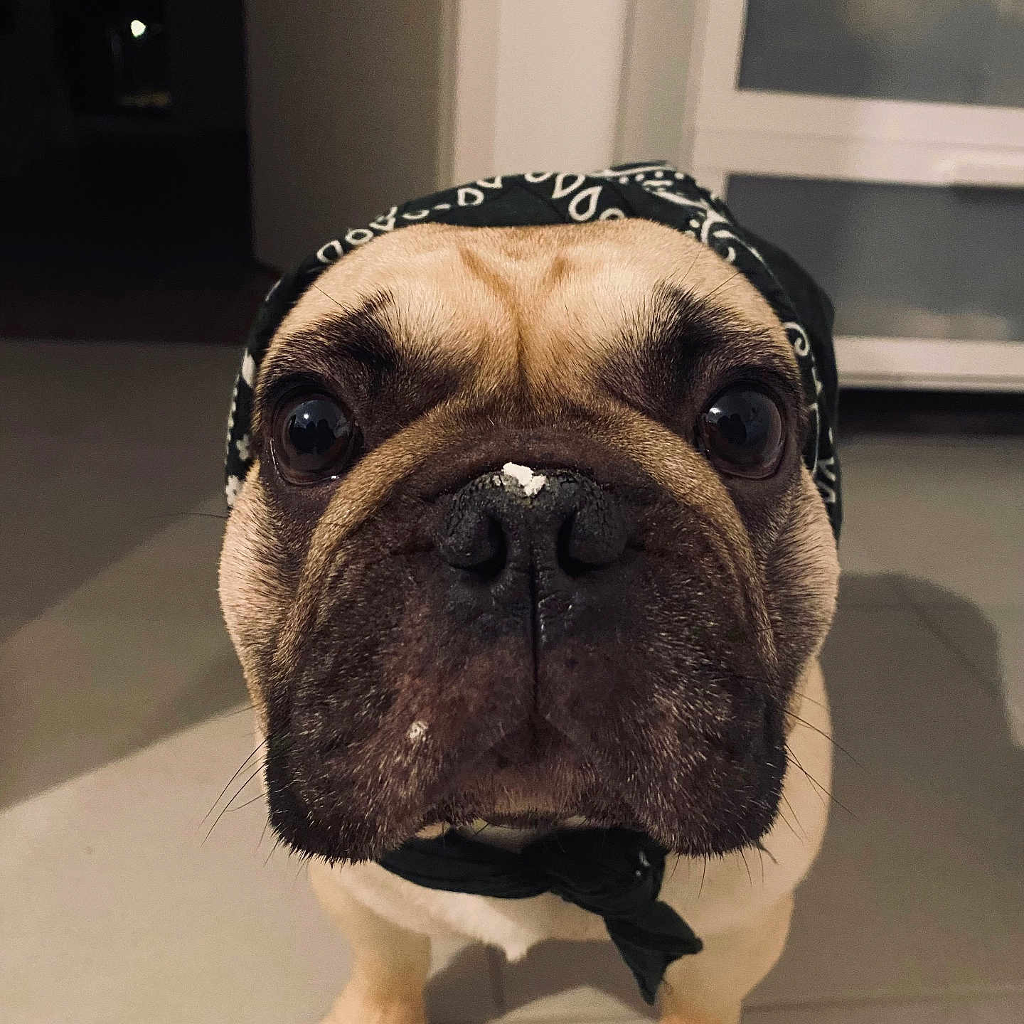 Prince a rejoint le concours — aidez-le/la à gagner de superbes lots ! animal, bostonbull, boxer, bulldog, canine, dog, frenchbulldog, indoors, interiordesign, pet, pitbull, pug, puppy, snout, whitedog