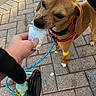 dog, brown_dog, pet, animal, leash, harness, sidewalk, pavement, person_hand, whipped_cream, cup, outdoor, daylight, snack, treat, close_up, paw, footwear, toy, cute