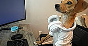 Nala joined the competition — help win amazing prizes! dog, headphones, computer, keyboard, mouse, desk, office_chair, pet_clothing, indoor, technology, monitor, brown_dog, white_shirt, wooden_desk, looking_away, pet, home_office, focused, workspace, cute