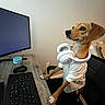 dog, headphones, computer, keyboard, mouse, desk, office_chair, pet_clothing, indoor, technology, monitor, brown_dog, white_shirt, wooden_desk, looking_away, pet, home_office, focused, workspace, cute