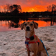 Nala joined the competition — help win amazing prizes! dog, sunset, lake, sand, harness, leash, trees, reflection, outdoor, nature, animal, pet, sky, water, silhouette, evening, calm, scenic, canine, park