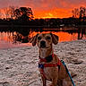 dog, sunset, lake, sand, harness, leash, trees, reflection, outdoor, nature, animal, pet, sky, water, silhouette, evening, calm, scenic, canine, park