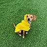 dog, yellow_raincoat, grass, pet, outdoor, canine, rainwear, sitting, brown_dog, animal, cute, fur, ears, tail, collar, park, nature, weather, adorable, calm