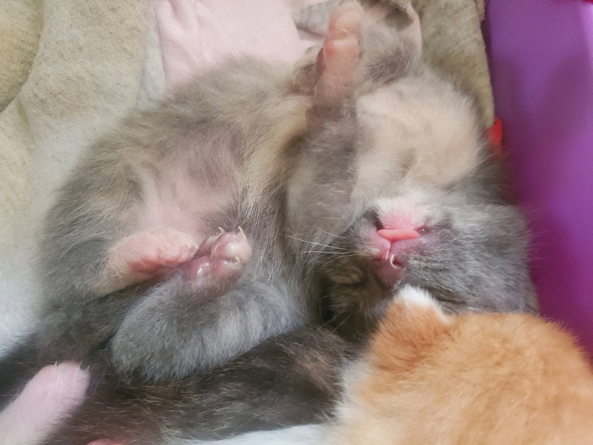 Chachi is registered to the contest to win money with this photo: carnivore, cat, fawn, felidae, fur, kitten, mammal, nap, paw, polydactyl_cat, skin, small_to_medium_sized_cats, tail, vertebrate, whiskers