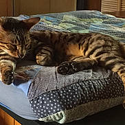 Mowgli participe au concours pour gagner de l'argent avec cette photo : cat, tabby, sleeping, quilt, bed, indoor, feline, striped, resting, paw, cute, animal, pet, cozy, relaxed, fur, mammal, domestic, quiet, comfort
