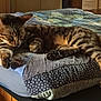 cat, tabby, sleeping, quilt, bed, indoor, feline, striped, resting, paw, cute, animal, pet, cozy, relaxed, fur, mammal, domestic, quiet, comfort