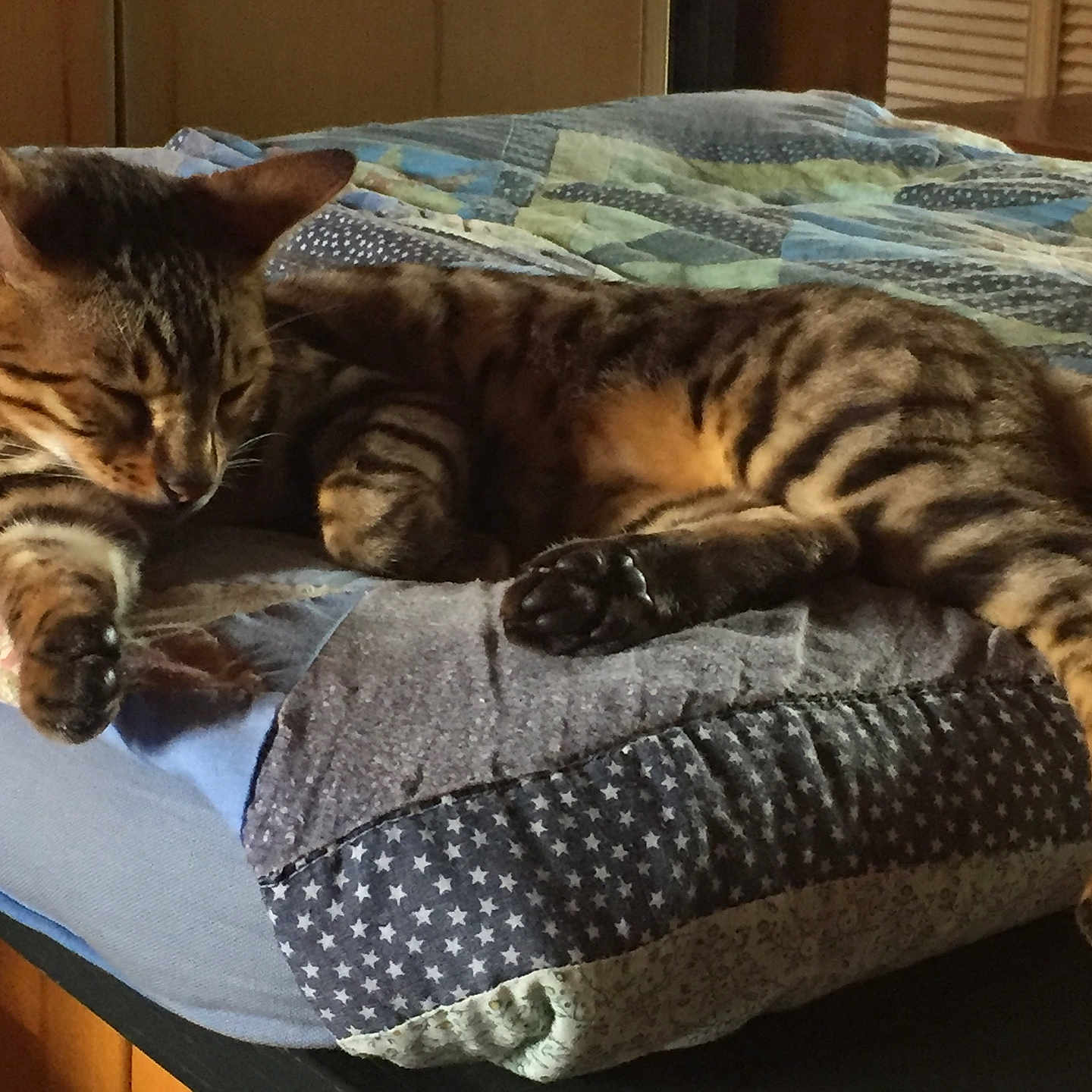 Mowgli participe au concours pour gagner de l'argent avec cette photo : animal, bed, cat, comfort, cozy, cute, domestic, feline, fur, indoor, mammal, paw, pet, quiet, quilt, relaxed, resting, sleeping, striped, tabby