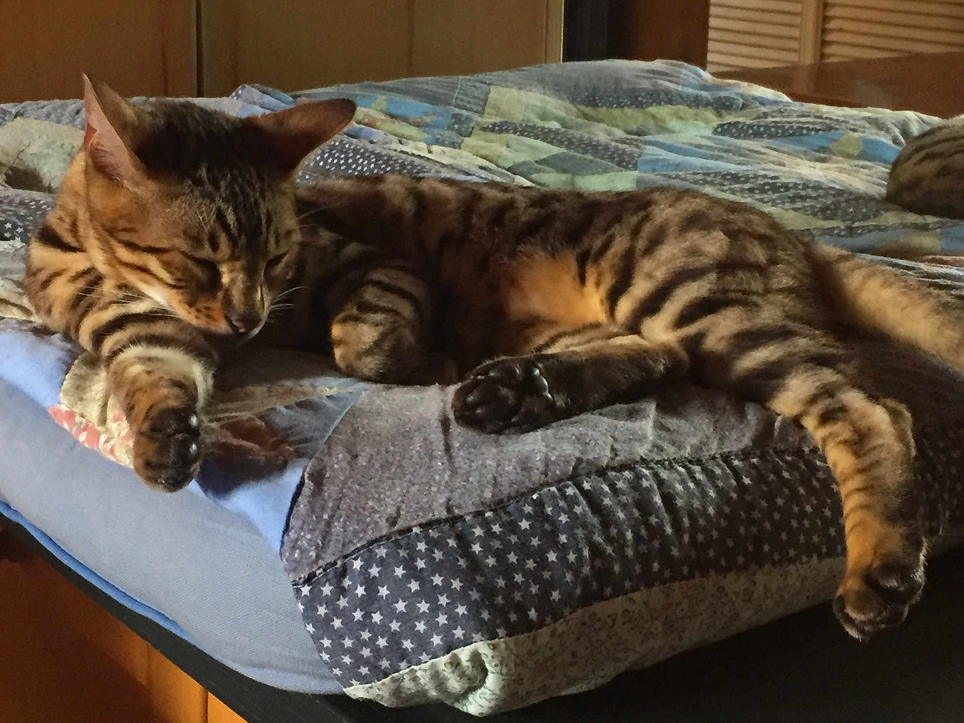 Mowgli participe au concours pour gagner de l'argent avec cette photo : cat, tabby, sleeping, quilt, bed, indoor, feline, striped, resting, paw, cute, animal, pet, cozy, relaxed, fur, mammal, domestic, quiet, comfort