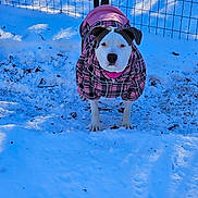 Stormy joined the competition — help win amazing prizes! animal, canine, coat, cold, daylight, dog, ears, fence, fur, nature, outdoor, pet, pink, plaid, shadow, snout, snow, standing, tail, winter