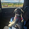 dog, pet, car, car_seat, harness, window, sky, clouds, countryside, field, greenery, sunlight, happy, fur, seat_belt, interior, vehicle, travel, daytime, scenic