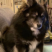 Boots is registered to the contest to win money with this photo: dog, pet, fluffy, black_and_tan, long_hair, sitting, indoors, couch, blanket, home, portrait, animal, canine, pointed_ears, brown_eyes, fur, cozy, artwork, living_room, photography