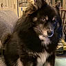 dog, pet, fluffy, black_and_tan, long_hair, sitting, indoors, couch, blanket, home, portrait, animal, canine, pointed_ears, brown_eyes, fur, cozy, artwork, living_room, photography