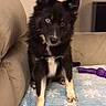 Boots joined the competition — help win amazing prizes! puppy, dog, black_and_tan, fluffy, sitting, couch, blanket, toy, indoor, home, portrait, pet, animal, pointed_ears, blue_eyes, white_chest, tan_paws, serious_expression, cozy, photography