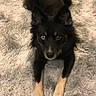 dog, puppy, black_and_tan, lying_down, fluffy_rug, indoors, pet, animal, portrait, front_view, blue_eyes, pointed_ears, long_fur, paws, tail, carpet, cozy, cute, alert, photography