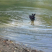 Roki participe au concours pour gagner de l'argent avec cette photo : dog, water, pond, ripples, black_dog, nature, outdoor, muddy_shore, leash, canine, pet, summer, animal, playful, wet, reflection, lake, forest, daytime, happy