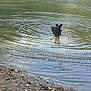 dog, water, pond, ripples, black_dog, nature, outdoor, muddy_shore, leash, canine, pet, summer, animal, playful, wet, reflection, lake, forest, daytime, happy